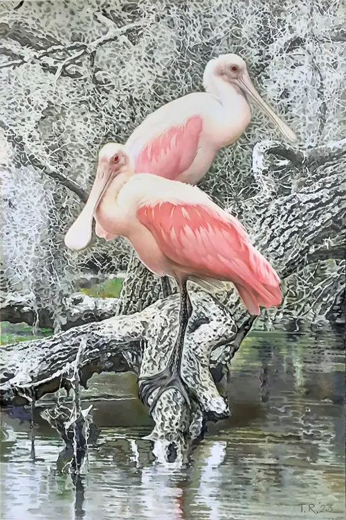 ROSEATE-SPOONBILLS